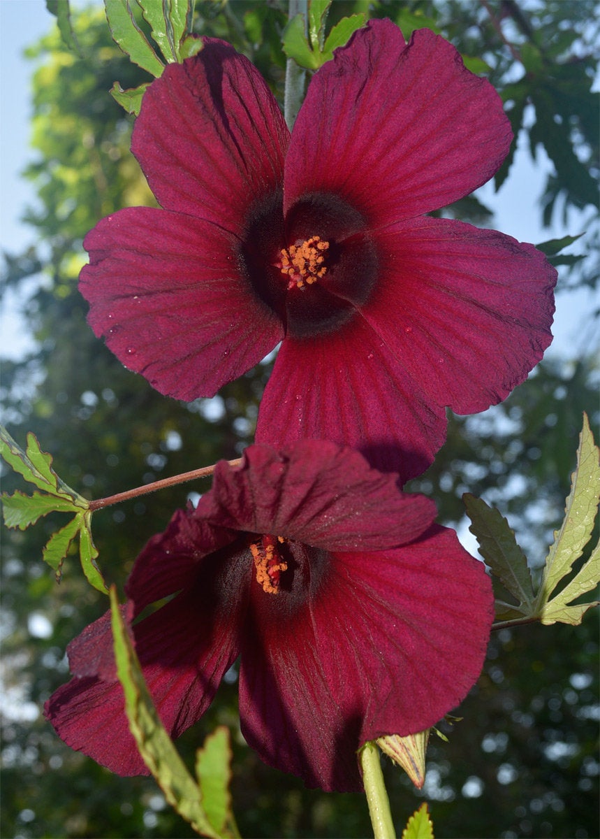 Brown Indian Hemp Hibiscus Seeds
