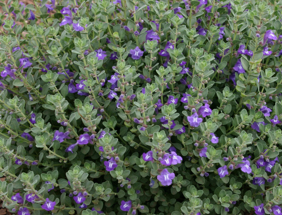 Skullcap Herb - ORGANIC - 1 ounce