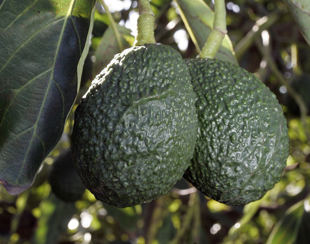 live avocado seedling plant