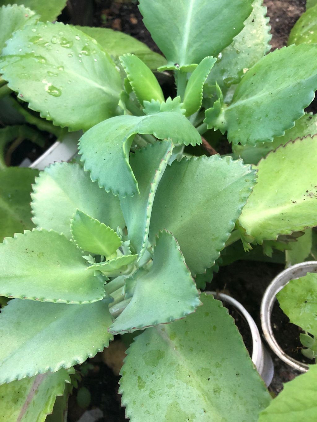 succulent mexican hat Kalanchoe daigremontiana 'Mexican Hat'