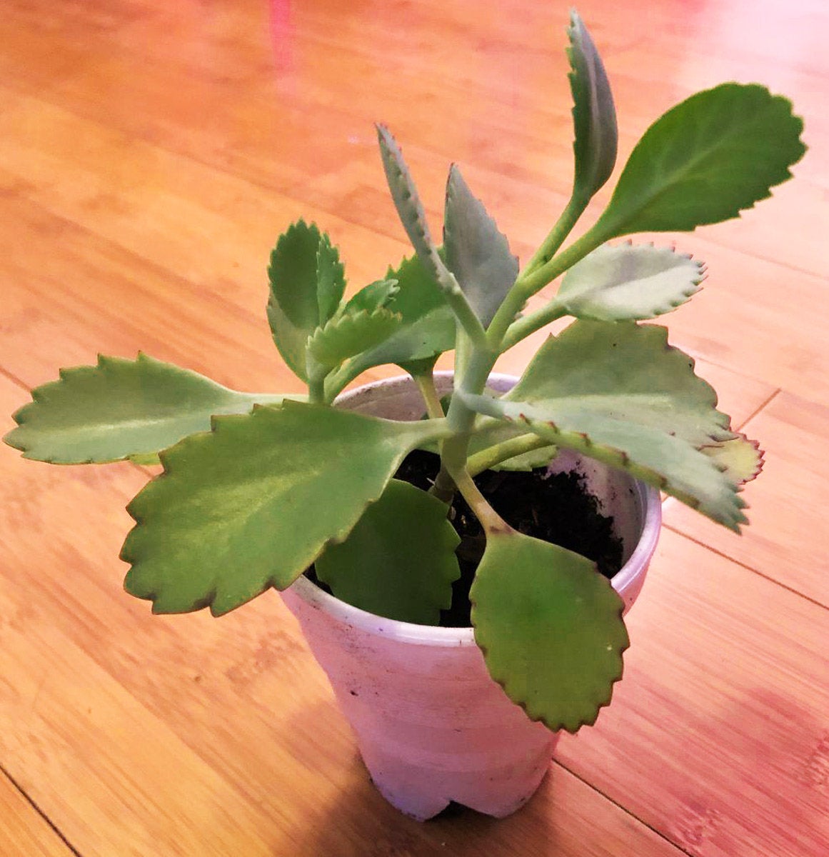 Kalanchoe daigremontiana 'Mexican Hat' - 3" pot