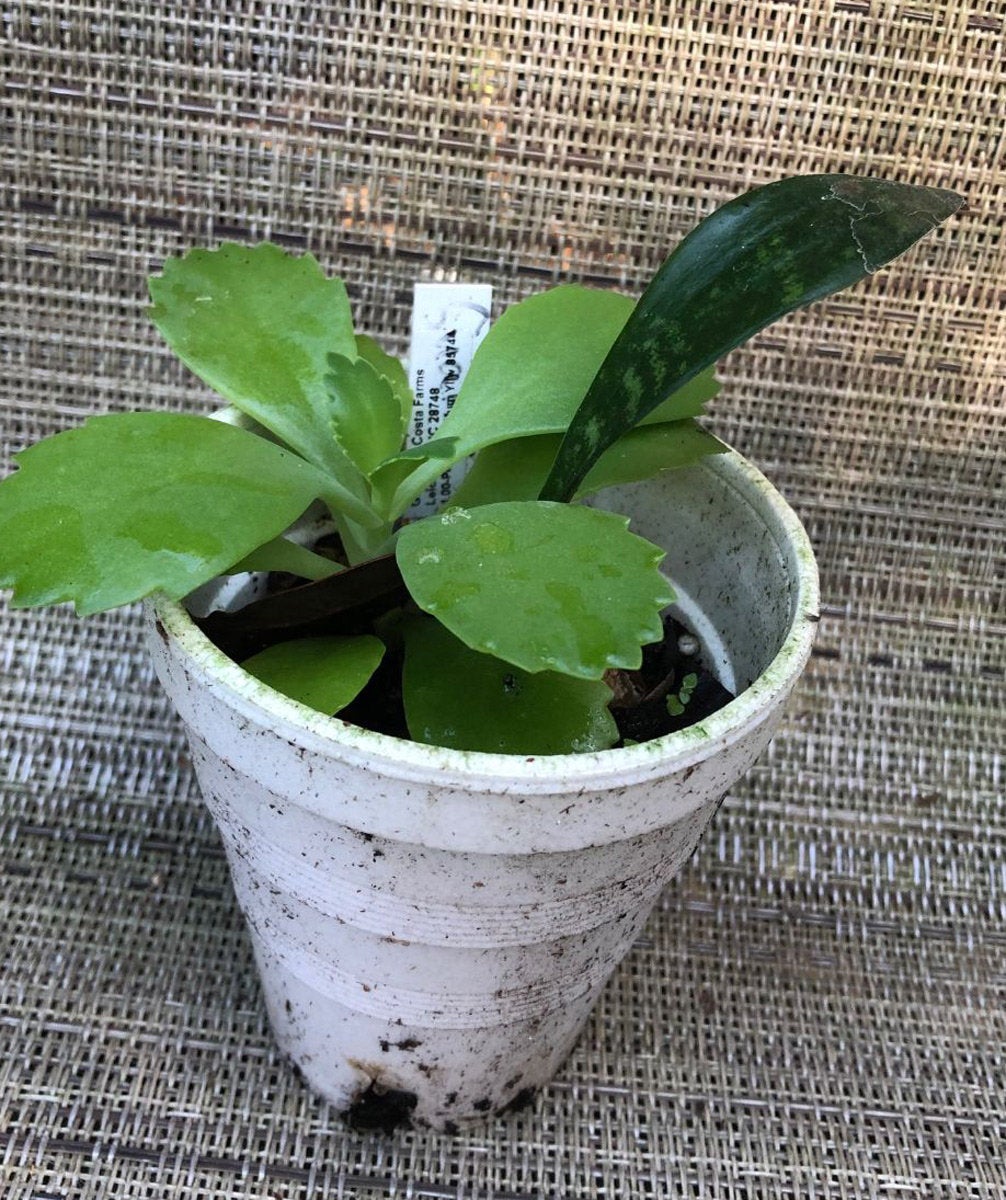 Kalanchoe daigremontiana 'Mexican Hat' - 3" pot