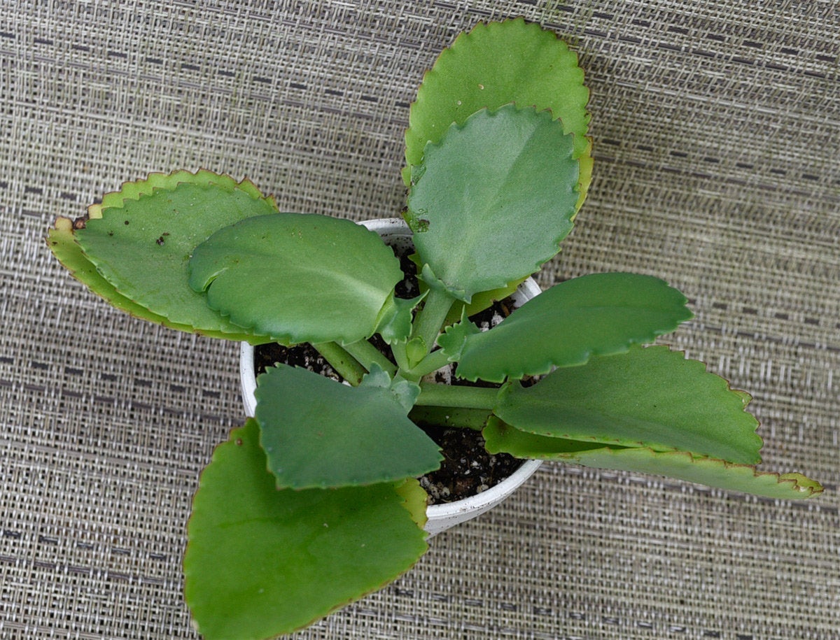 Kalanchoe daigremontiana 'Mexican Hat' - 3" pot