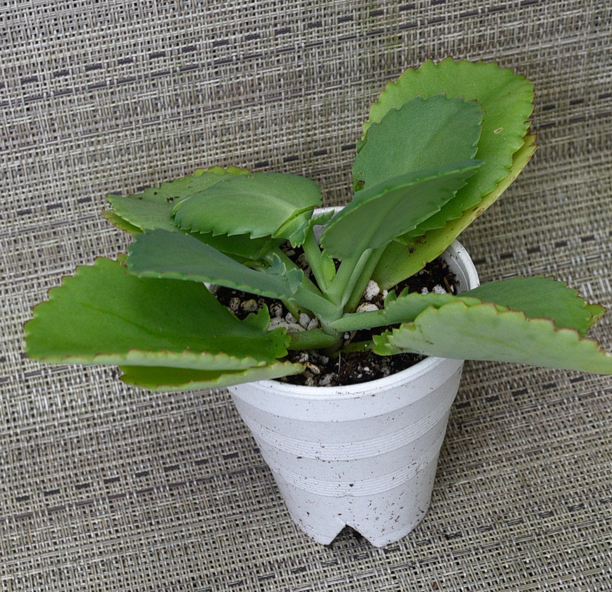 Kalanchoe daigremontiana 'Mexican Hat' - 3" pot