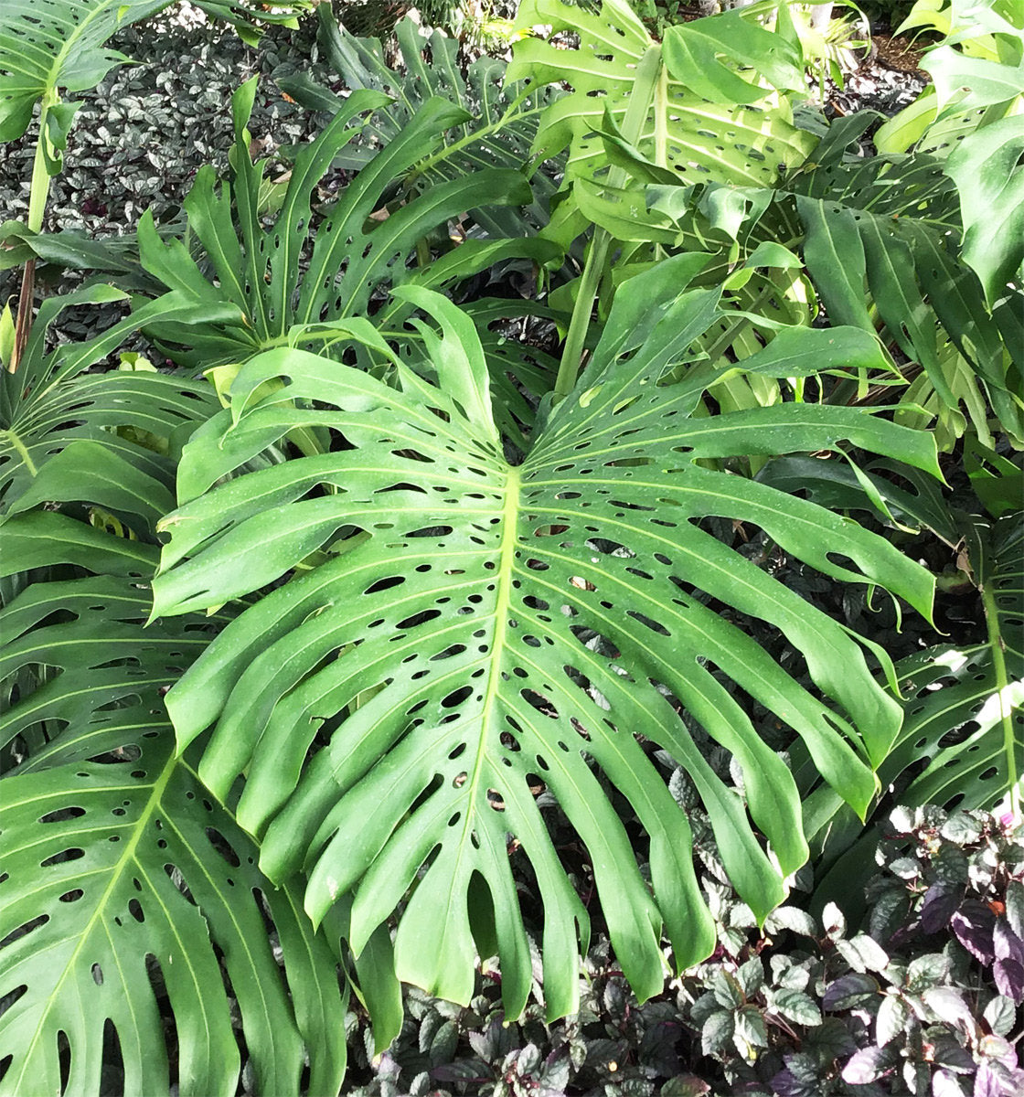 Monstera Deliciosa - 4" pot
