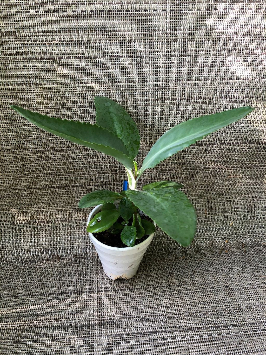 kalanchoe suarezensis