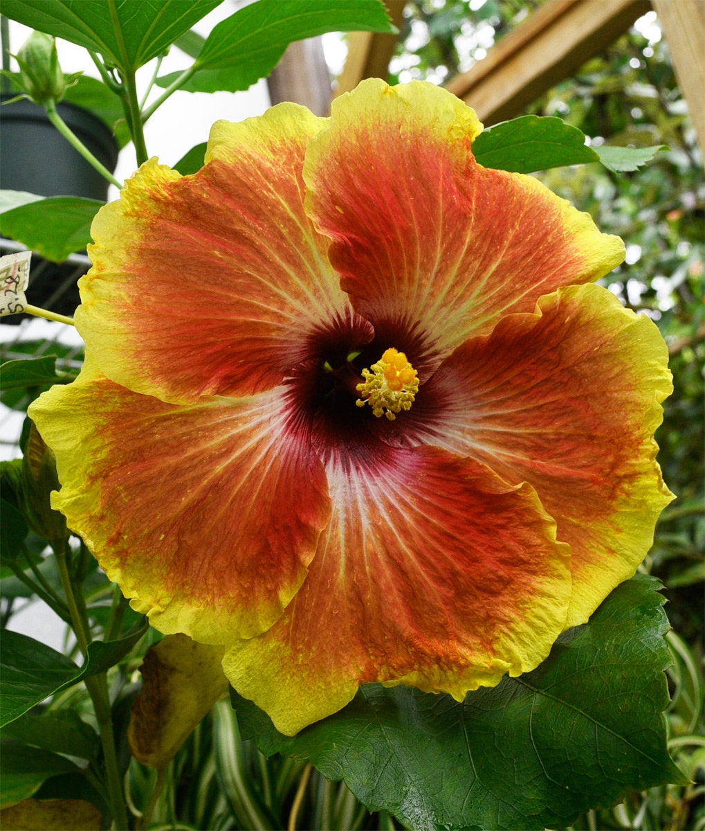 Tropical Hibiscus 'Acapulco Gold' - 4" pot