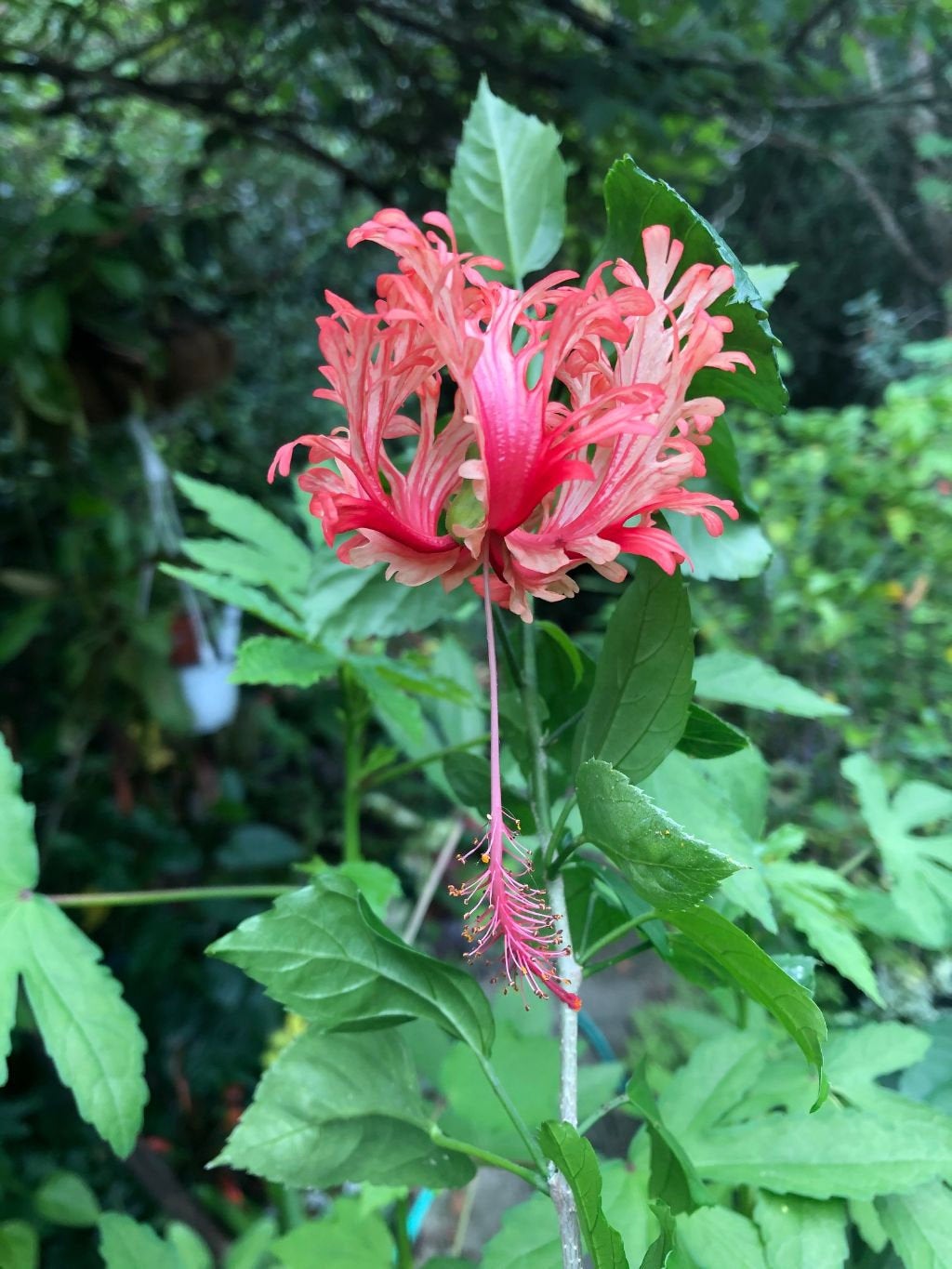 Tropical Hibiscus 'Chinese Lantern' - 3" or 4" pot