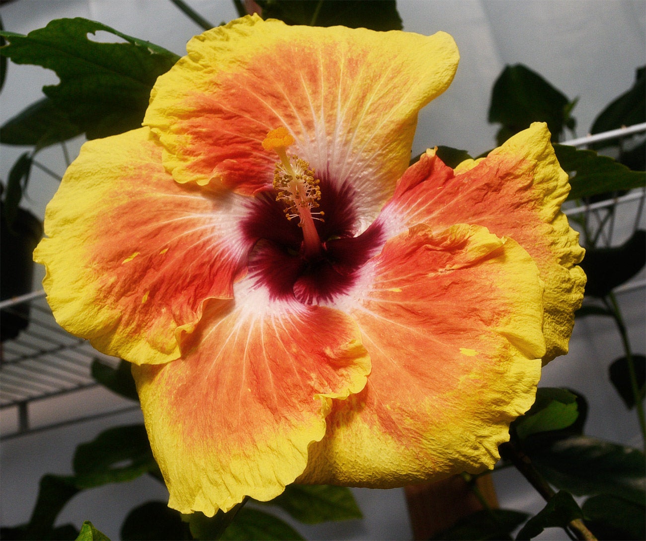 Tropical Hibiscus 'Acapulco Gold' - 4" pot