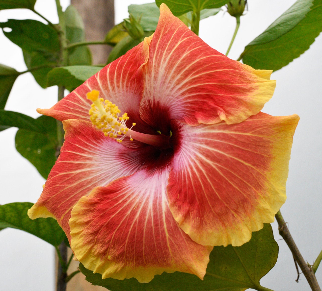 Tropical Hibiscus 'Acapulco Gold' - 4" pot