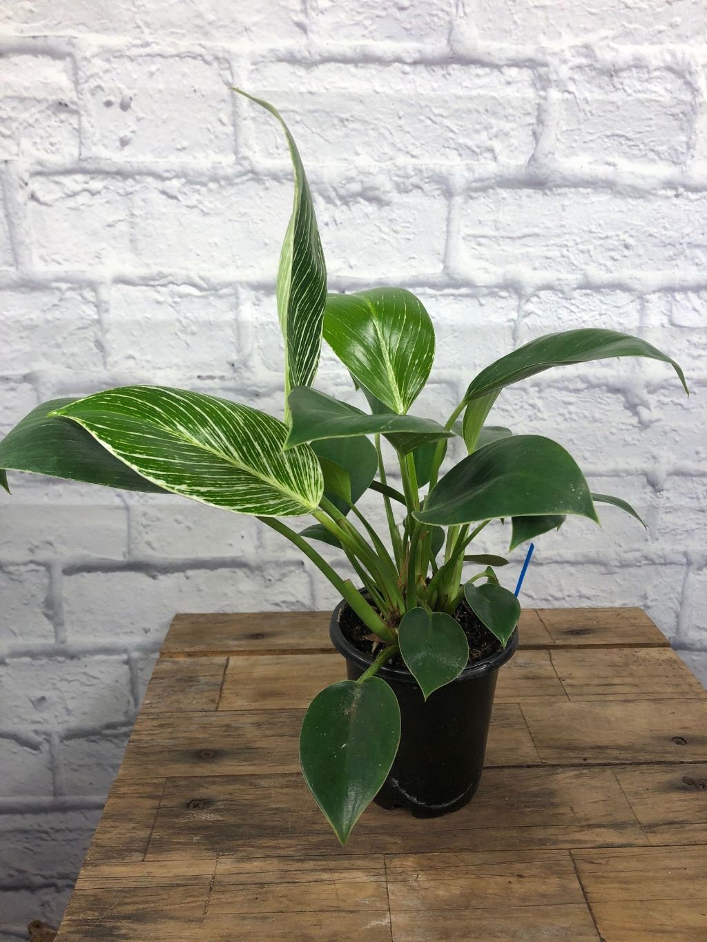 Philodendron 'Birkin' - 3" or 4" pot