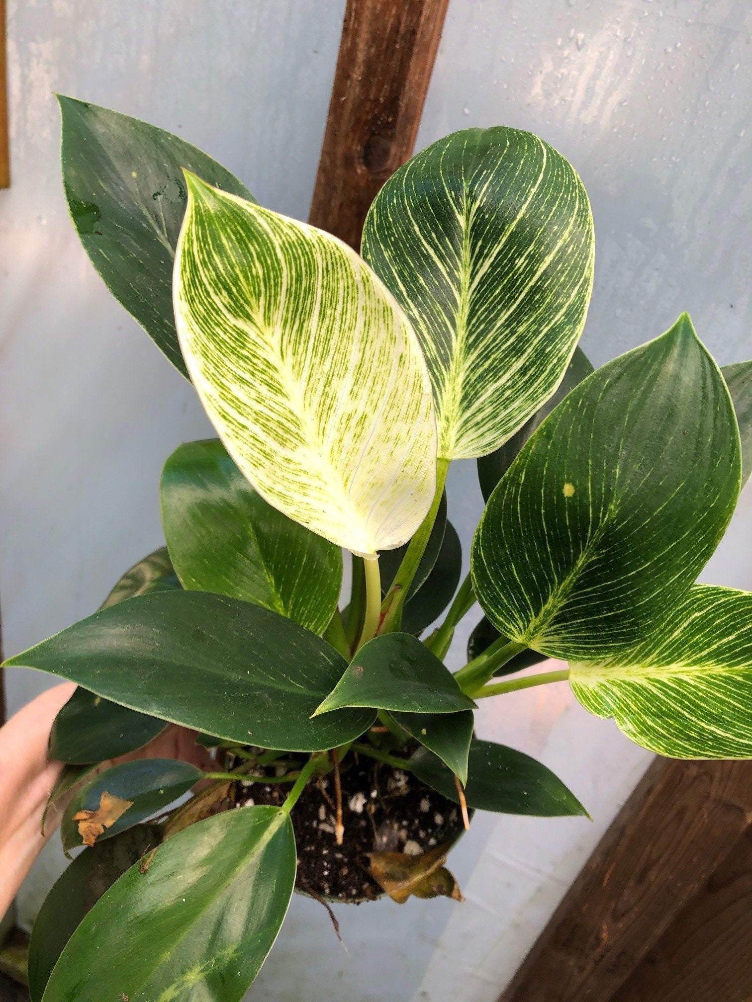 philodendron birkin spots Philodendron 'Birkin'