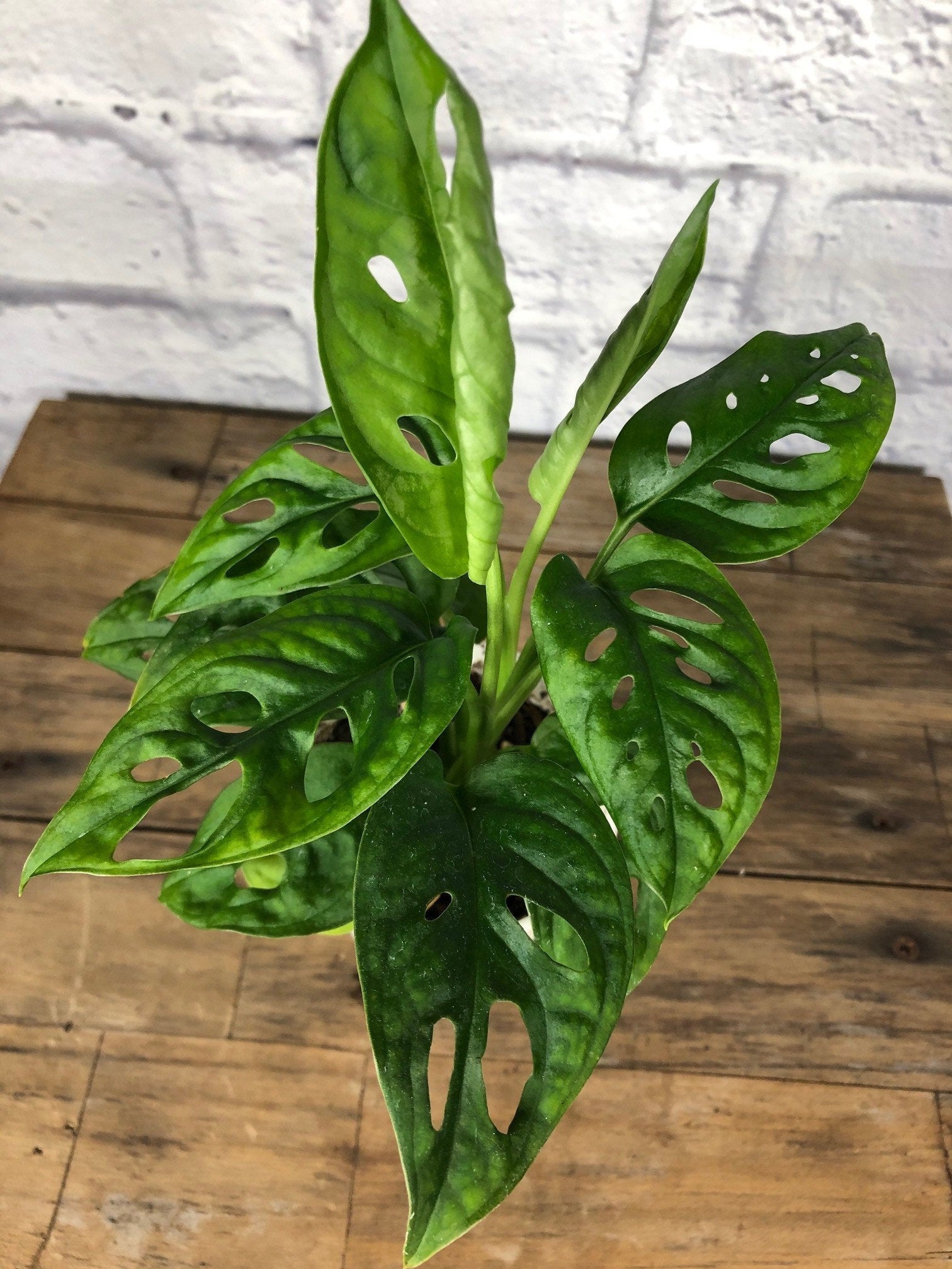 monstera adansonii sun Monstera Adansonii
