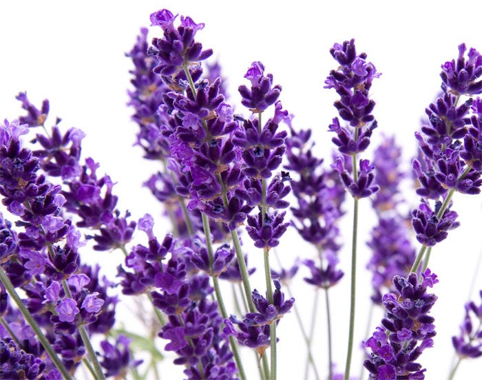 Blue Lavender Flower Buds - 1 ounce