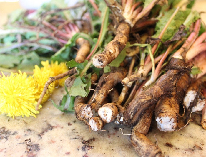 Dandelion Root - ORGANIC - 2 ounces