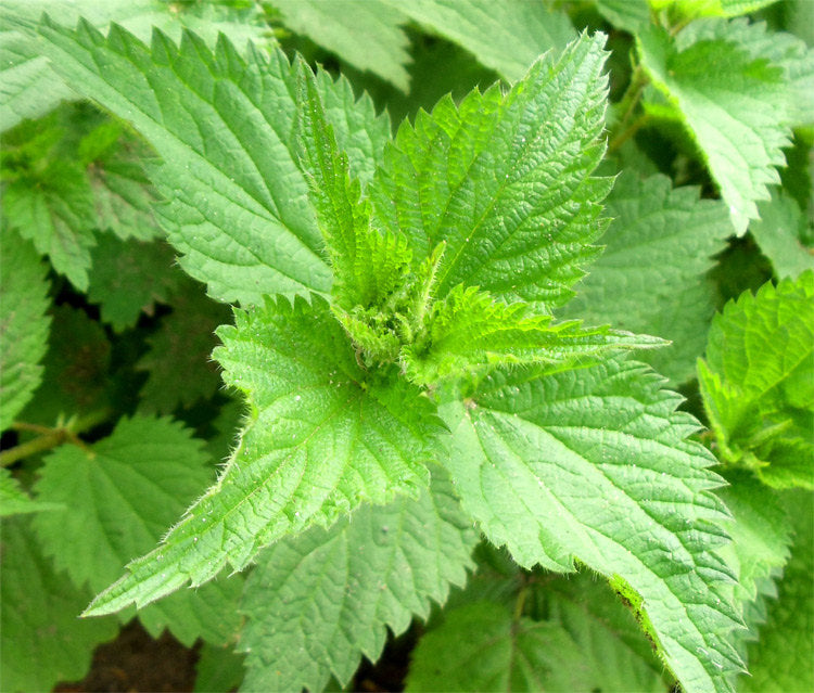 Stinging Nettle Leaf - ORGANIC - 1 ounce