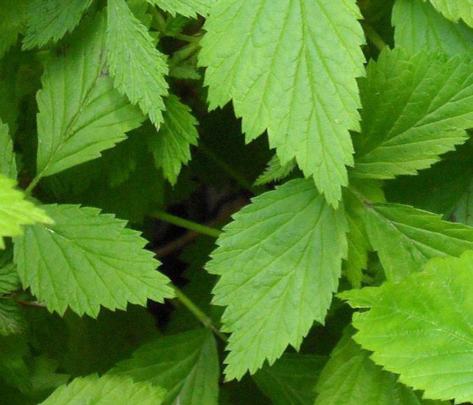 Red Raspberry Leaf - ORGANIC - 1 ounce