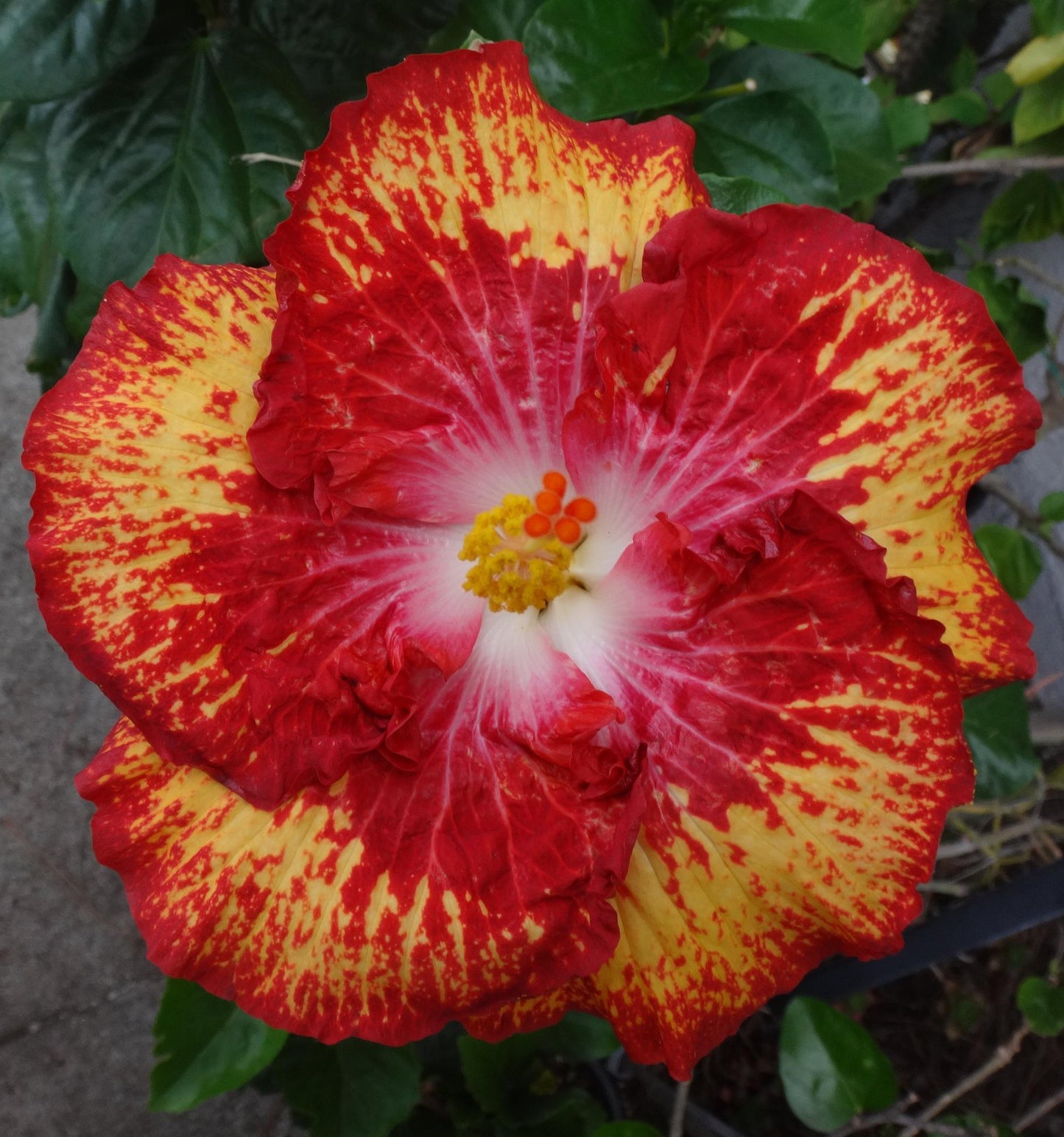 Tropical Hibiscus 'White Hot' - 5" pot