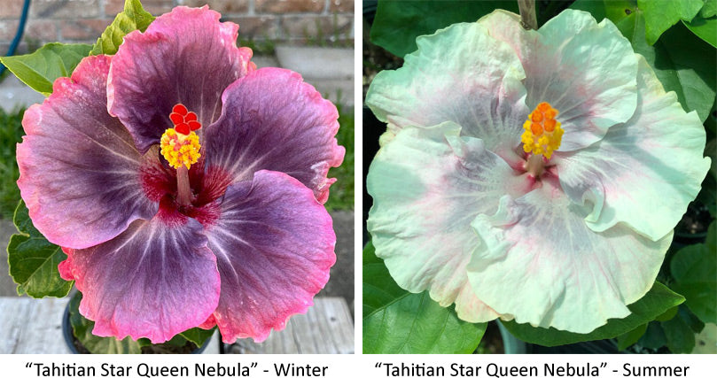 Tropical hibiscus 'Crown Jellyfish'