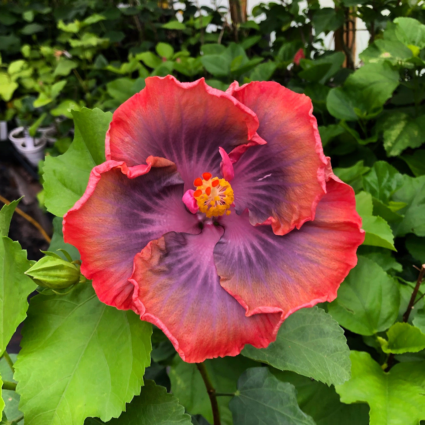 Hibiscuses – tagged 