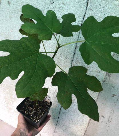 Fig Fignominal - 4" or 5" pot, live, potted plant