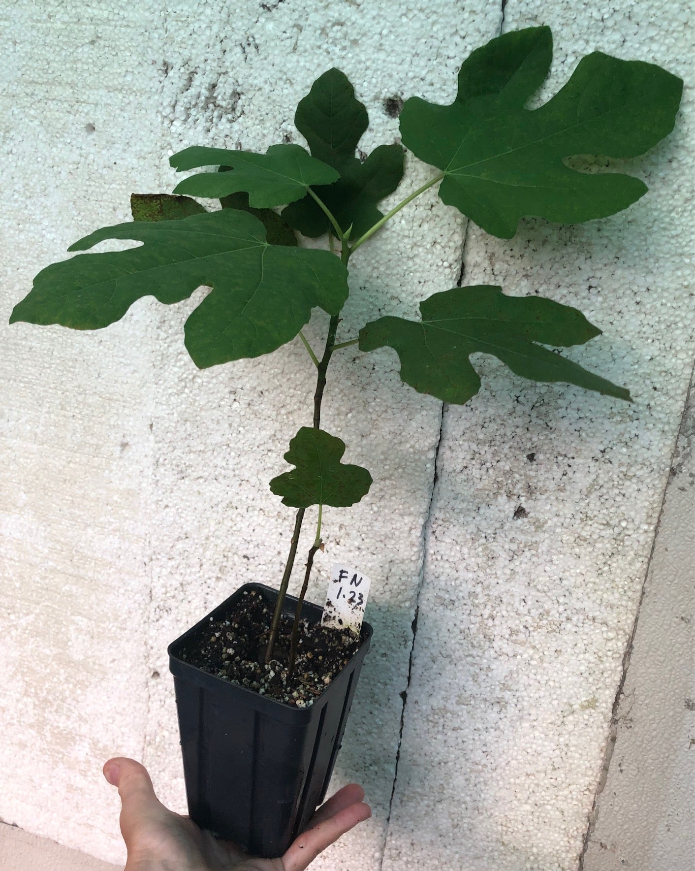 Fig Fignominal - 4" or 5" pot, live, potted plant