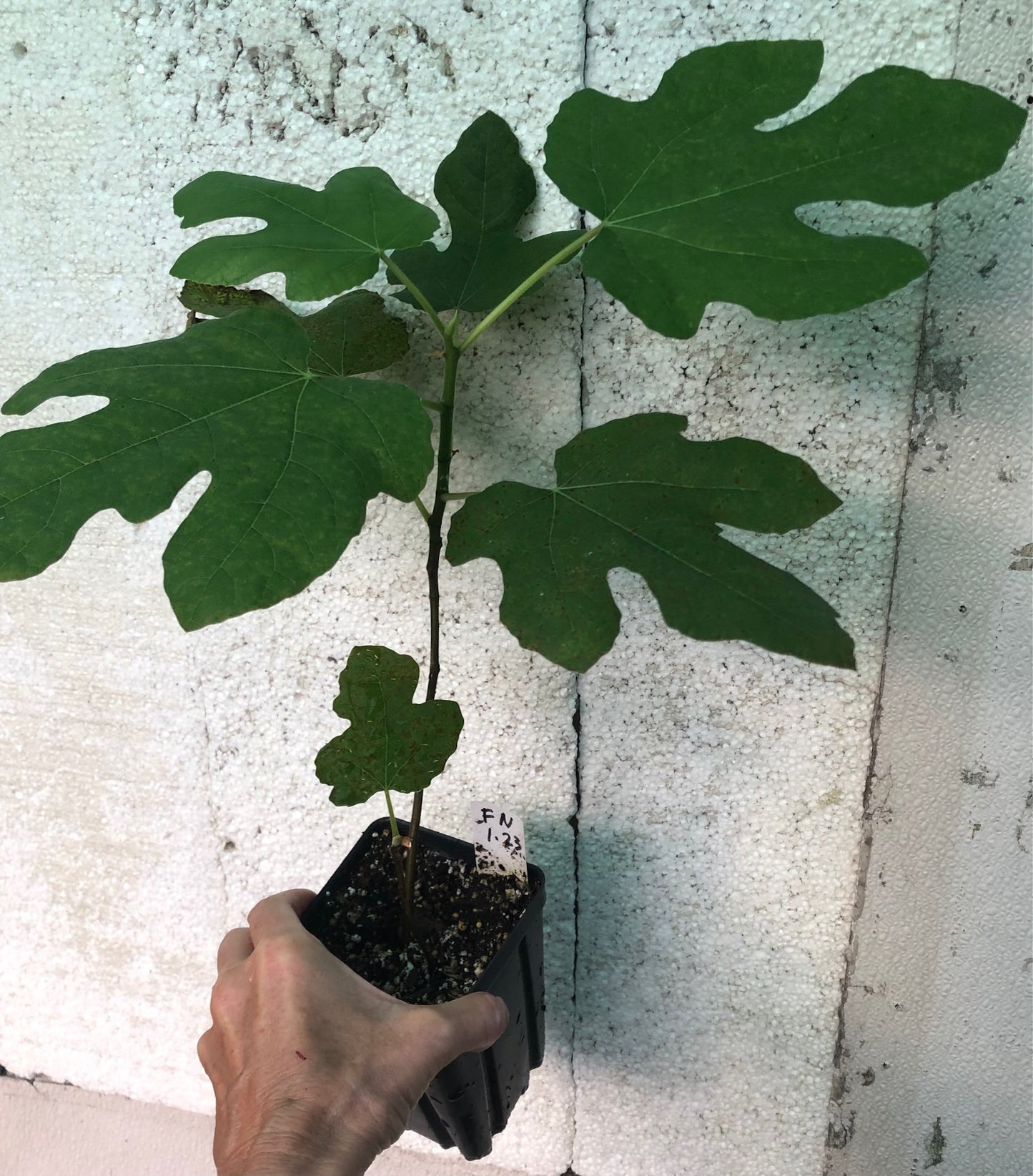 Fig Fignominal - 4" or 5" pot, live, potted plant