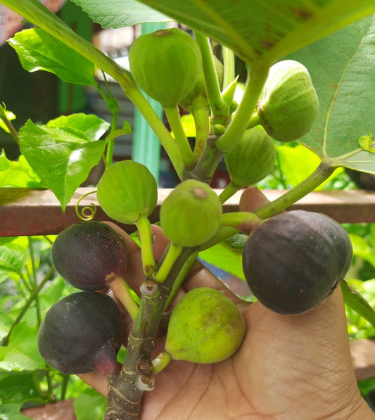 Fig 'Iraqi' - 5" pot, live, potted plant, Ficus palmata species