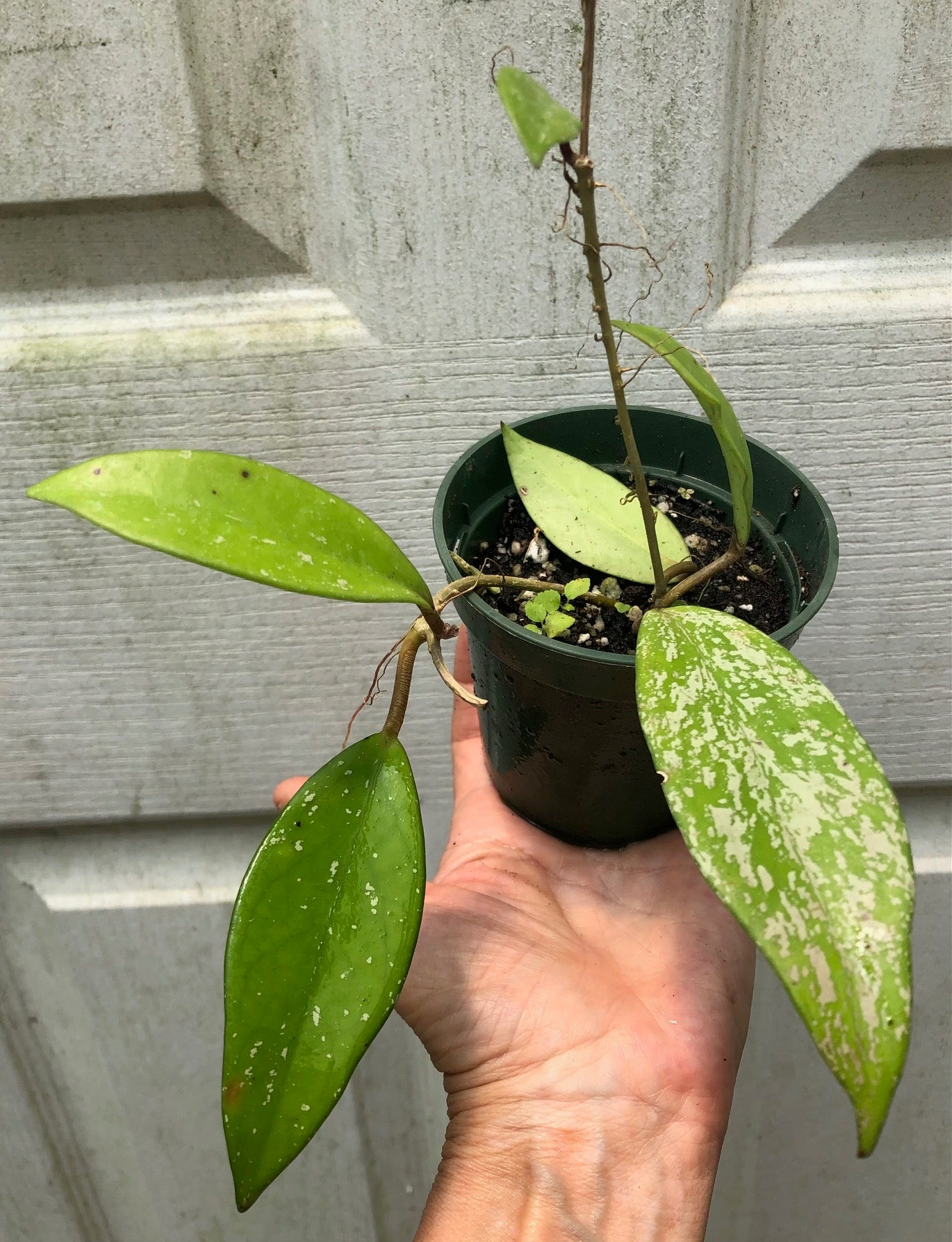 Hoya publicalyx speckled plant