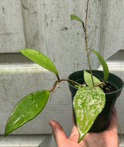 Hoya publicalyx speckled plant