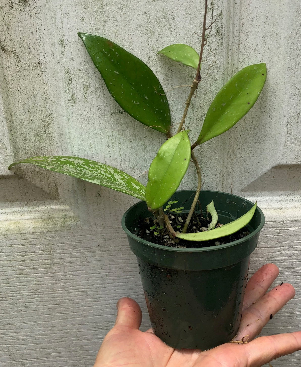 Hoya pubicalyx speckled - Wax Plant - Live plant potted in soil in 3" pot