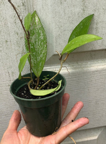 Hoya publicalyx speckled plant