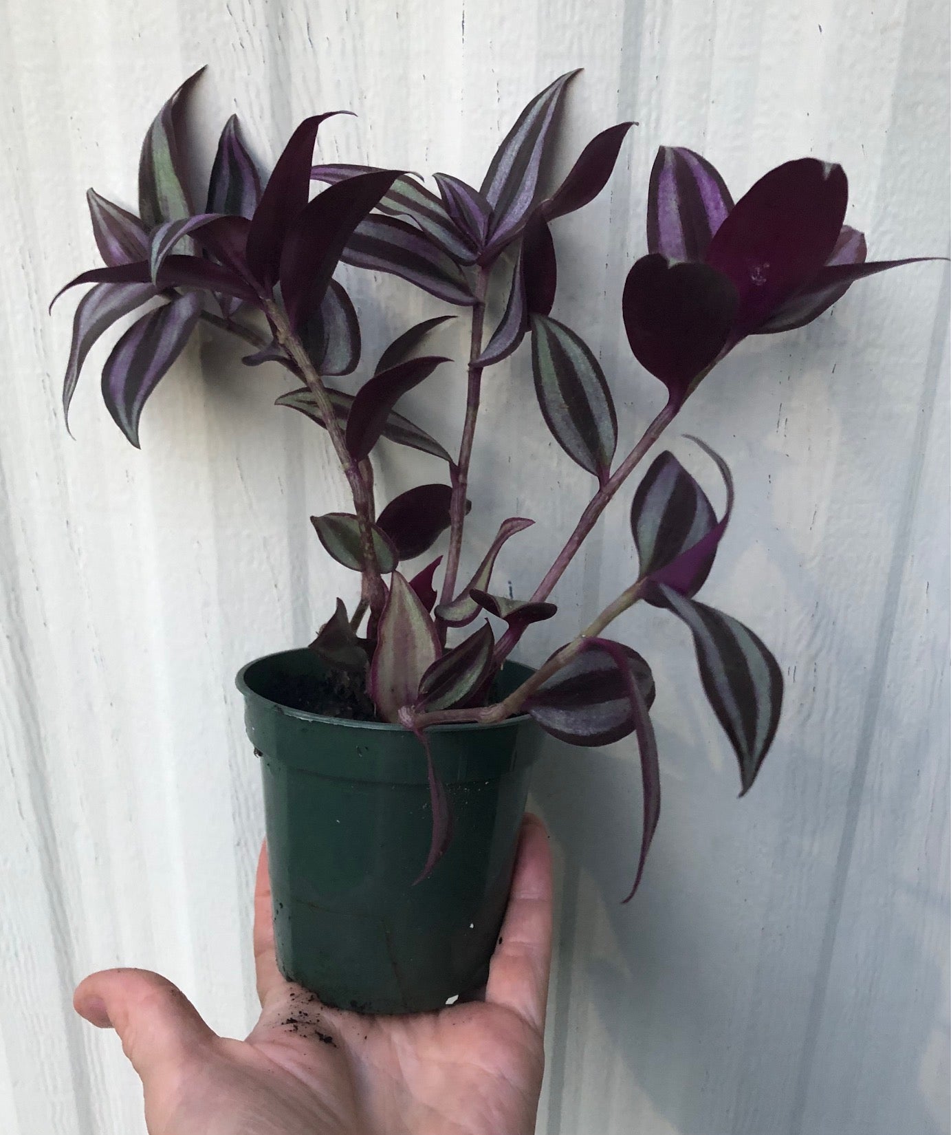 Tradescantia Zebrina Quadricolor live plant