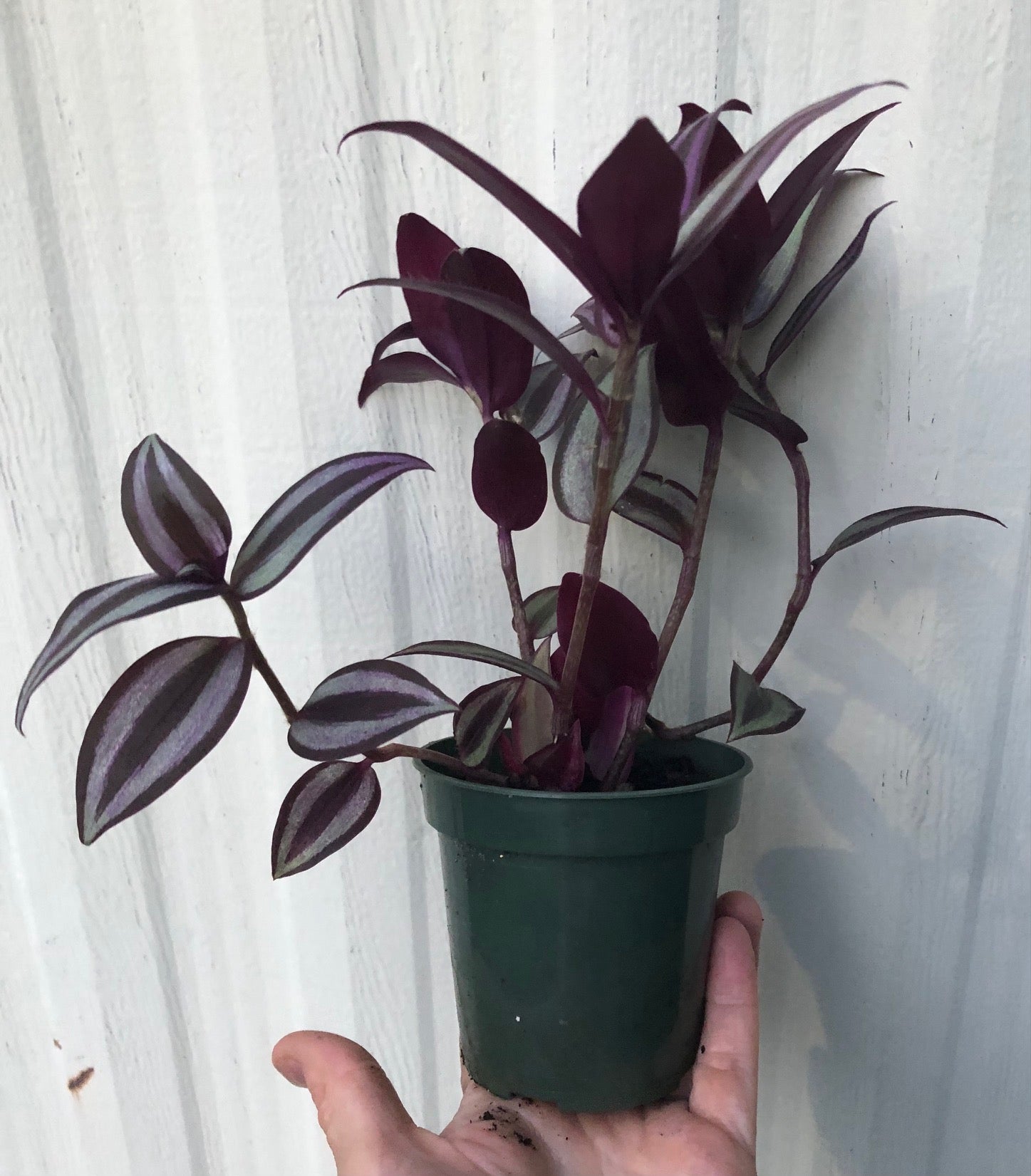 Tradescantia Zebrina Quadricolor live plant for sale