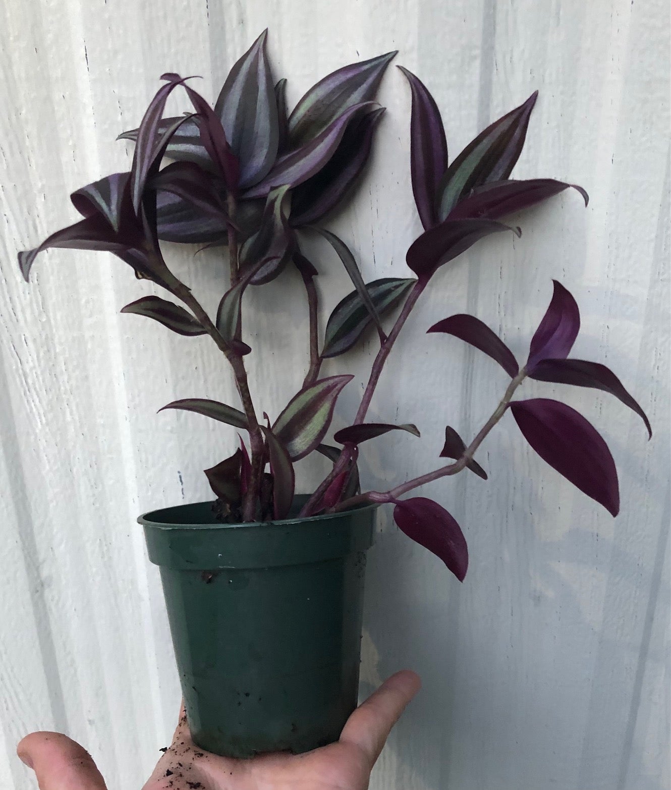 Tradescantia Zebrina Quadricolor live plant for sale