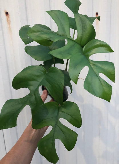 Rhaphidophora tetrasperma, mini monstera