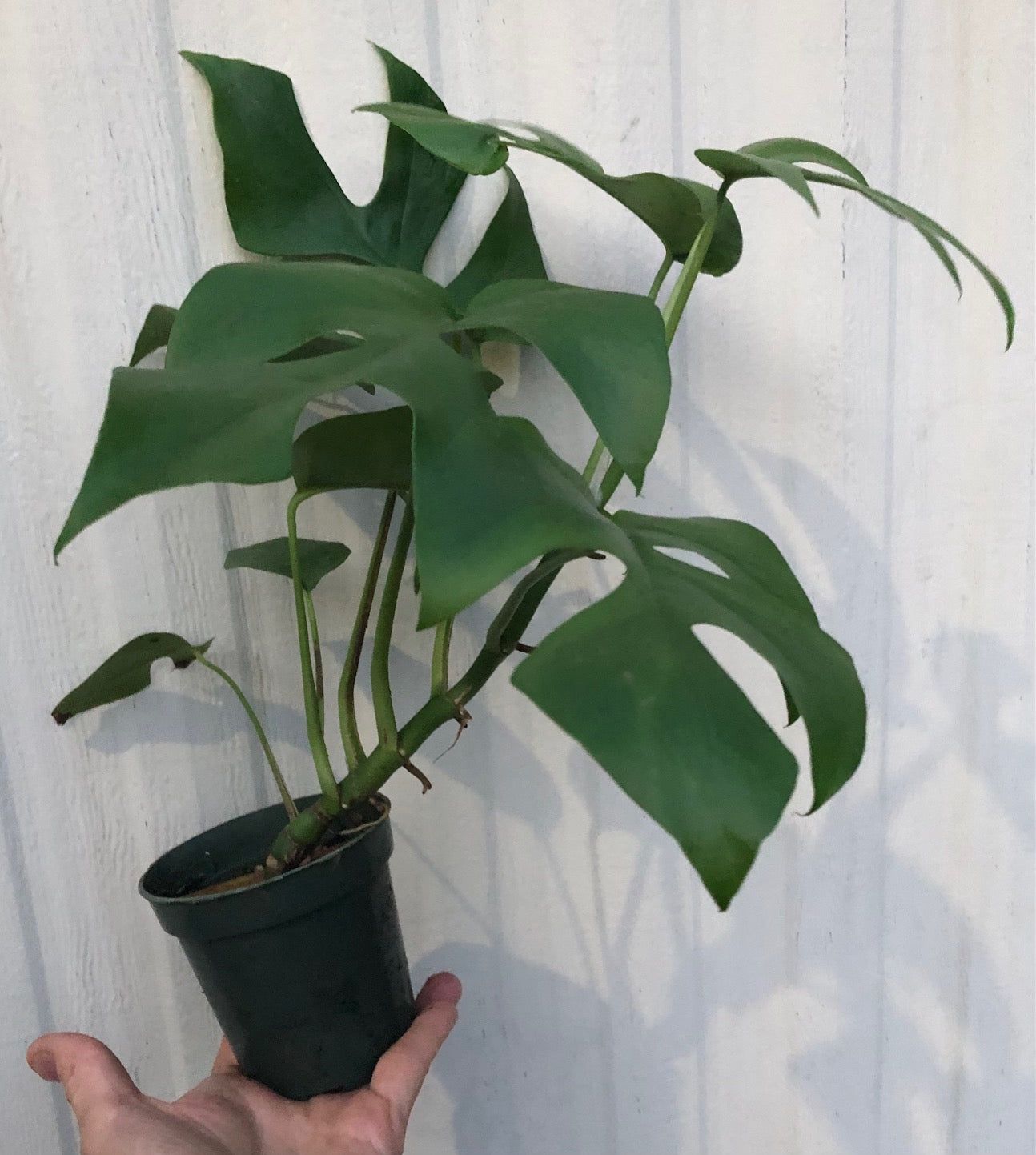 Rhaphidophora tetrasperma, mini monstera