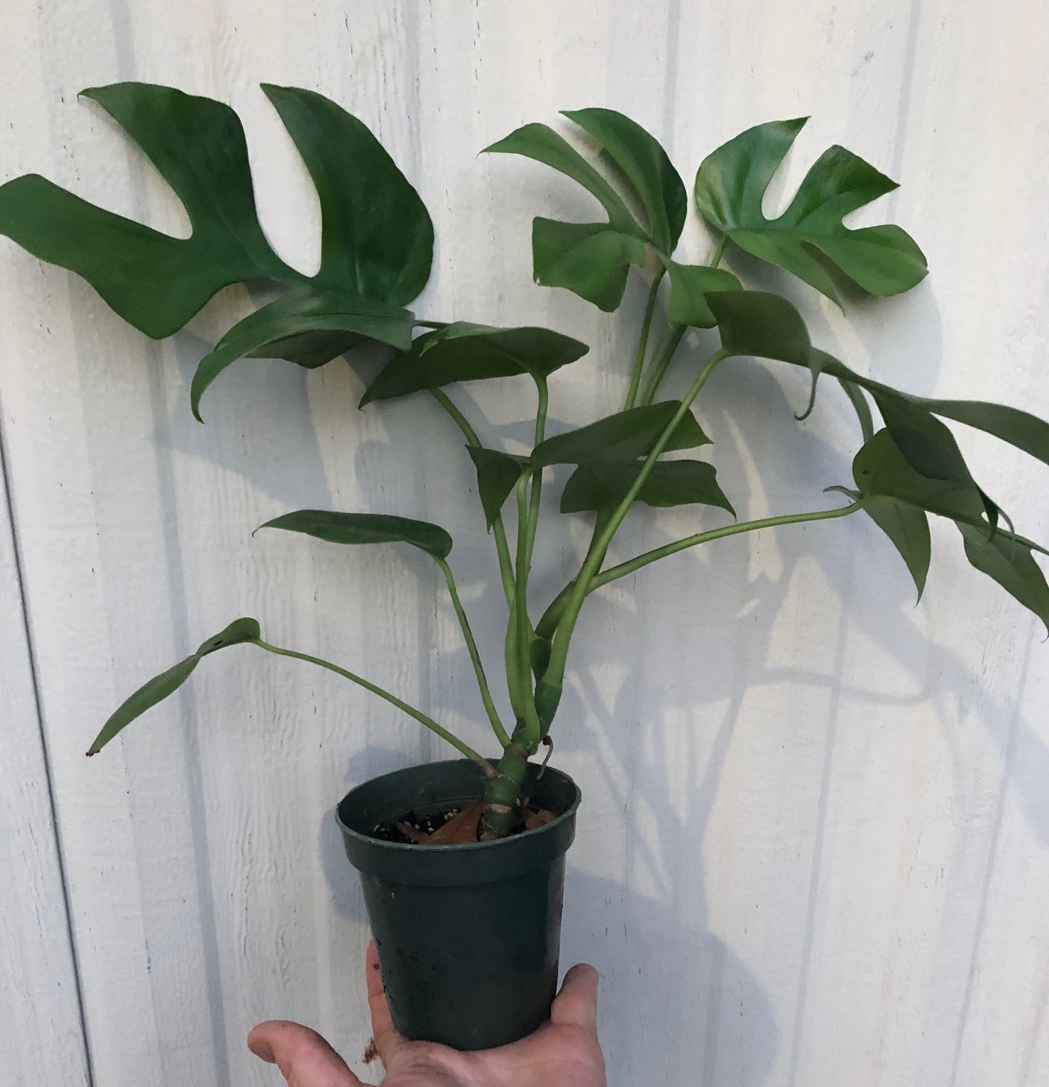 Rhaphidophora tetrasperma, mini monstera