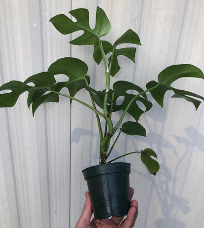 Rhaphidophora tetrasperma, mini monstera