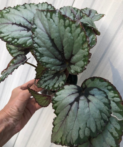 rex begonia salsa live plant for sale