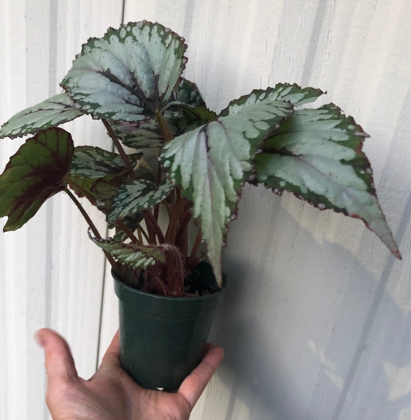 rex begonia salsa live plant for sale