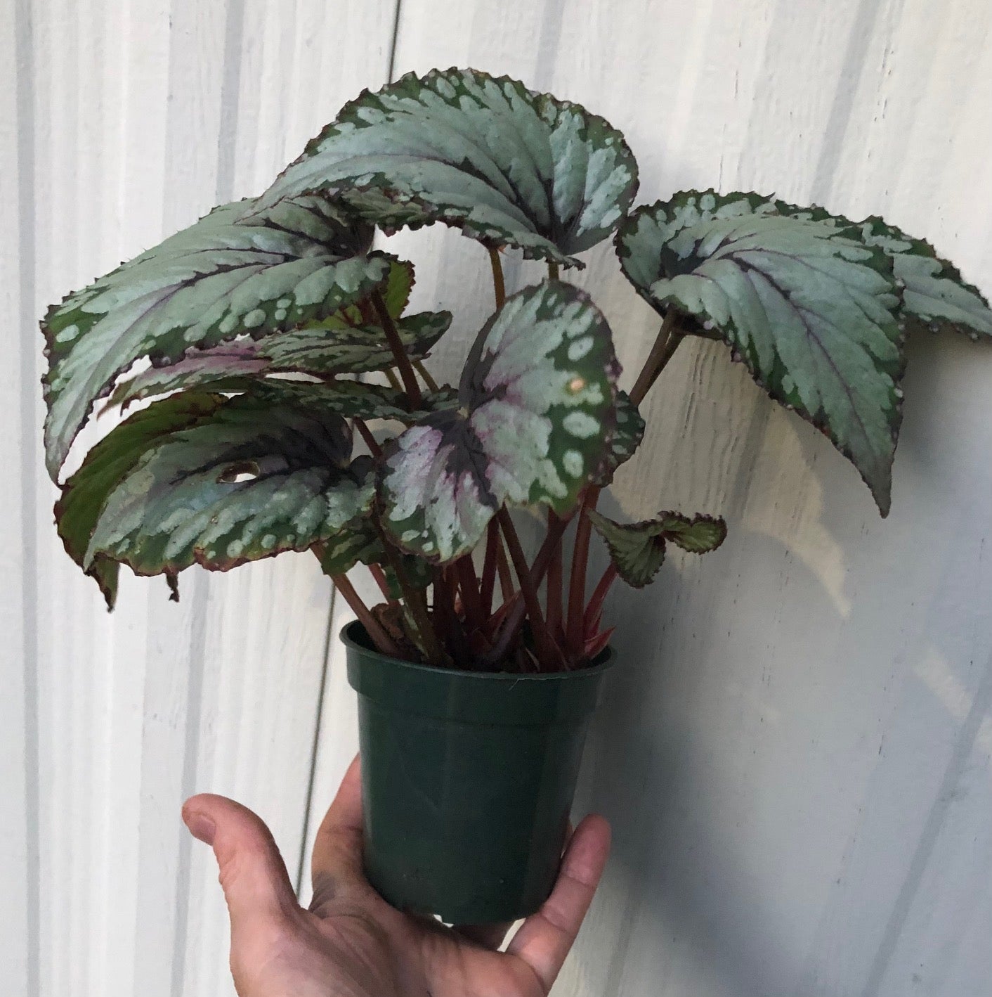 rex begonia salsa live plant for sale