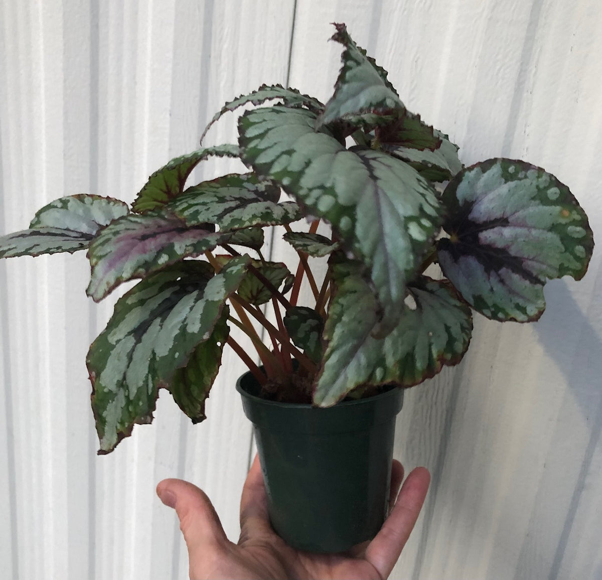 Rex Salsa Begonia Rex 'Salsa' - 3