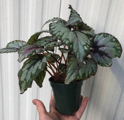 rex begonia salsa live plant for sale