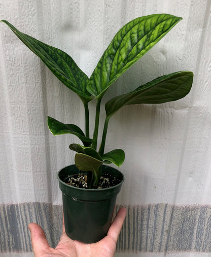 monstera peru, Green Galaxy Monstera,  Monstera karstenianum