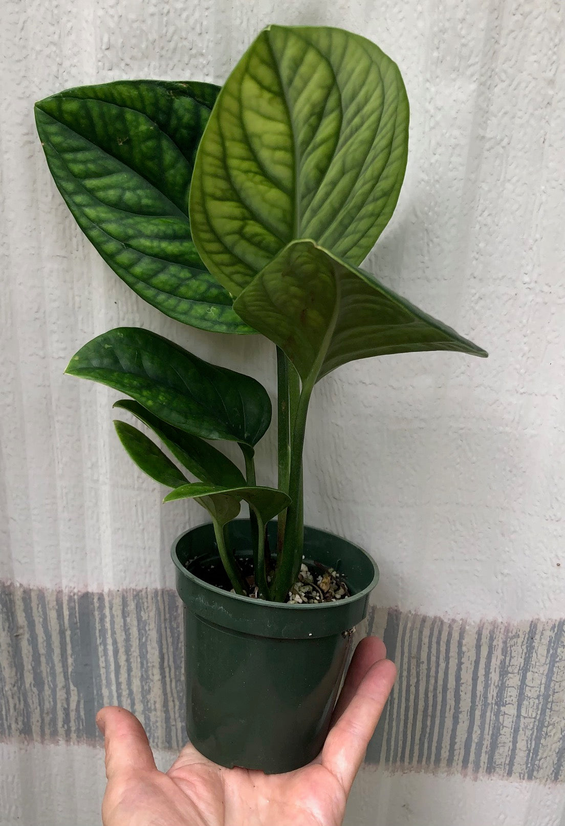monstera green galaxy plant Monstera Peru