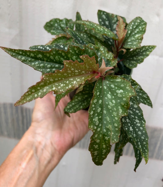 Begonia Medora Angel Wing