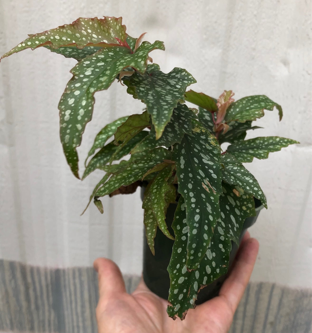 Begonia Medora Angel Wing