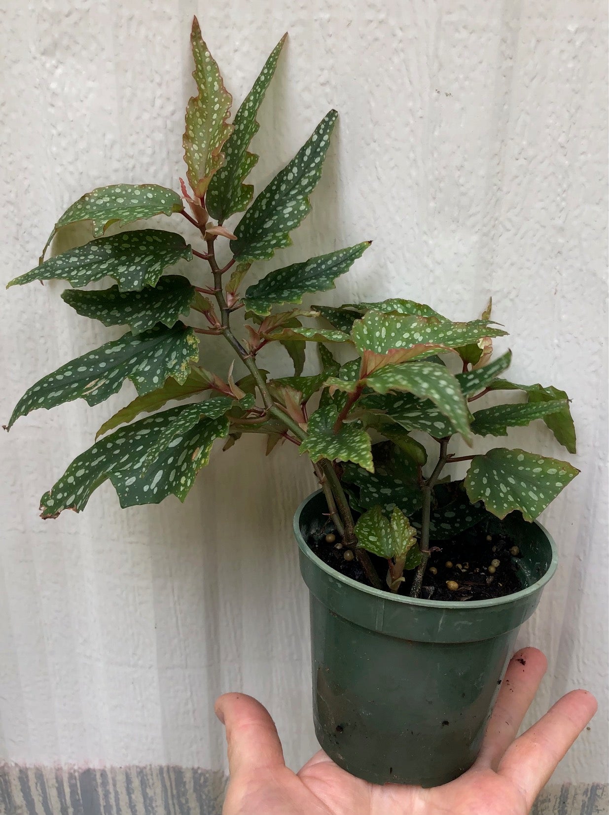 Begonia Medora Angel Wing