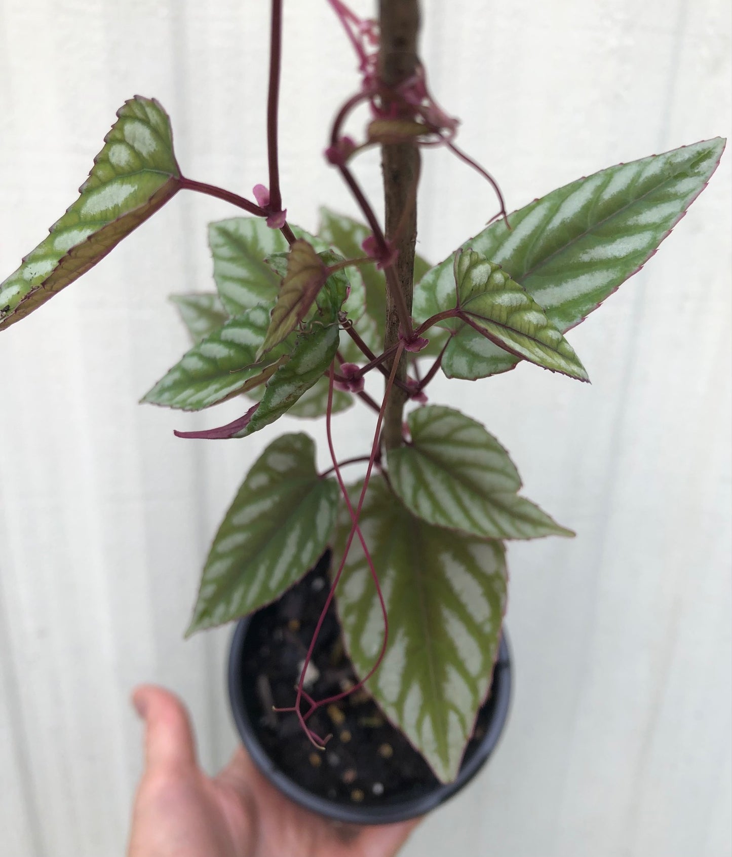 cissus discolor, vine begonia live plant